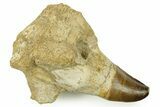 Fossil Mosasaur (Thalassotitan) Jaw Section with Tooth - Morocco #384247-1